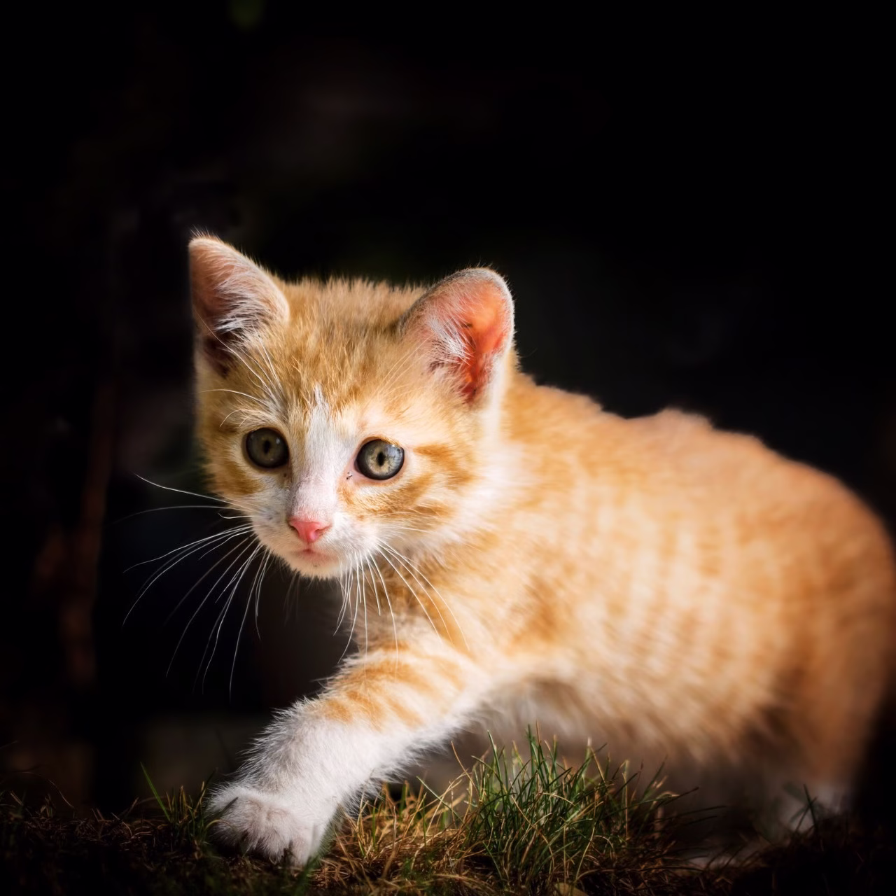 Seize Market Opportunities: Top 3 Selling Points of Odourlock Cat Litter